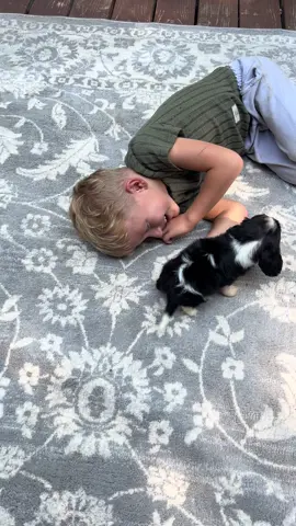 Giggles and self control #cavalier #dogsoftiktok #puppiesoftiktok 