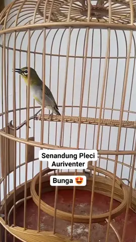 BURUNG PLECI AURIVENTER GACOR DOR FULL TEMBAKAN #burung #kicaumania #burung #pleci #auri #venter #gacor #dor #beranda #viral #fyp #fypシ #fypシ゚viral 
