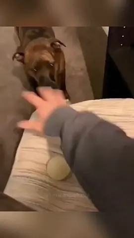 Funny and cute dogs compilation #funnydog #funnypet #cutedog #dogsoftiktok #doglover #dog 