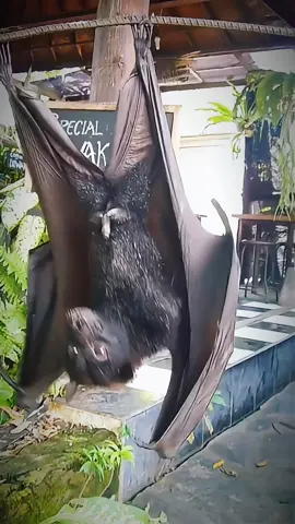 Let's see the largest bat in the world 🦇 #bat #batman #bird #animal #wildanimals #wildlife 