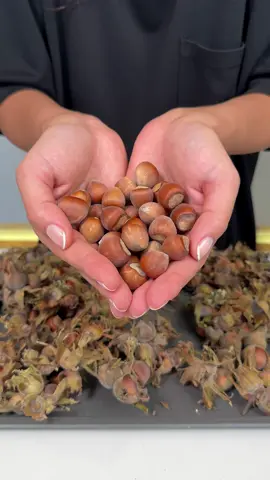 Kakaolu Fındık Ezmesi 🌰 Sizce nasıl olmuş ? #hazelnut #busezeynep #fındık #breakfast 