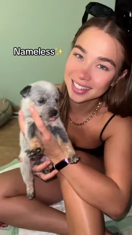 Introducing the babies🐶  (Accepting name suggestions for the unnamed pup)🥹 #puppy #puppytiktok @Beauner3000 