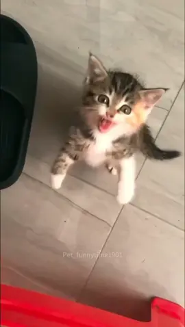 Funny Cat 😂 #catsoftiktok #cats #funnycats 