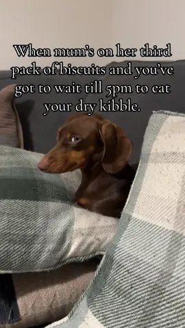 The dachshund side eye 😅 - Edit: it’s a joke 🥹😂 #miniaturedachshund #dachshund #sausagedog #minidachshund #daxie 
