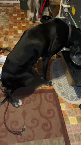 This brand has changed everything! #dogsoftiktok #dogtok #dogtreat #hipandjoint #zestybites 