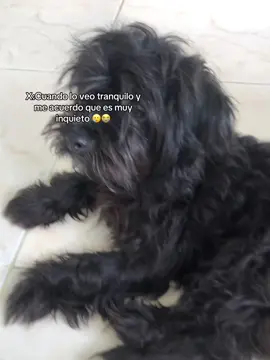 Y procede a irse 😭#trend #paratii #perro #foryou 