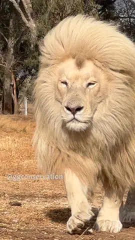 Moyas white mane is just extraordinary.. when he moves it flows with him like a golden curtain in the breeze swaying to rhythms of natures tune #hairgoals #whitelion #hottestlionintheworld #naturalwonders 