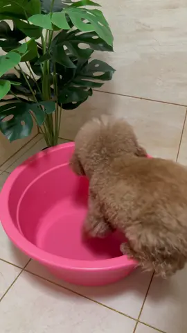 Đến giờ đi tắm thôi 🛁 #asmr #asmrsounds #asmrvideo #dogbath #cunyeu #fyp #dog #cute #pet #thucung #poodle #bunquystoc 