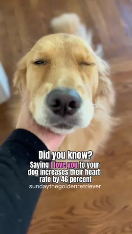 She is saying I love you back!!!❤️🥹A recent study by Canine Cottages found that dogs’ heart rates increased by 46% on average after hearing the phrase I love you. How great is that! #goldenretriever #dogsoftiktok #dogs #Love 