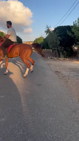 #خيل_وخياله🐎 #خيل_عربي_اصيل #اصايل_العواظة #awada_horse_club #شي_عجيب❤️🧿 