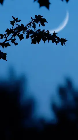 Branches Over Moon #background #backgroundvideo #wallpaper #freevideo #wallpapervideo #livebackground #freewallpaper #moon 