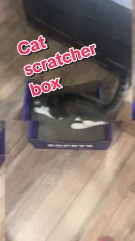 She lovez her new scratch box! #cat @EGPETS US egpets #FYP #fypシ゚viral #fypシ゚viral #tiktokshopmademebuyit #orbs #cat 