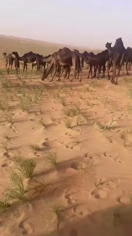 #الرمله_الربع_الخالي #اكسبلورexplore #مجه#سرداب#