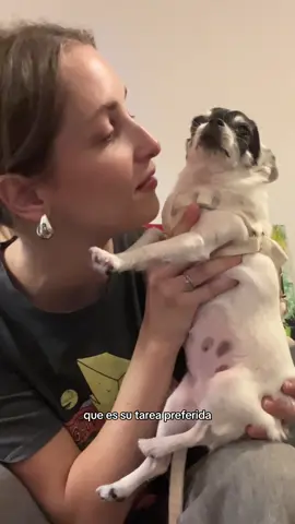 Modelo por? #fyp #parati #dogsoftiktok #perrito #perros #chihuahua #chihuahuastiktok #buenosaires 