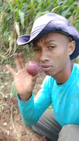 panta de cebola 🧅#vidanaroça #natureza #plata #cebola 