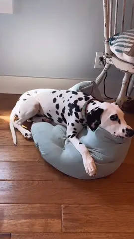 Why Is This New Natural Supplement Making Older Dogs Play Like Puppies Again