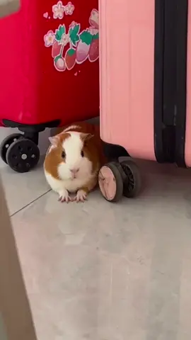 Naughty and cute guinea pig.🥰🥰🥰💕😂🎉  #guineapig #guineapigs #pet #cute #cutepet #petlover #fyp #funny 