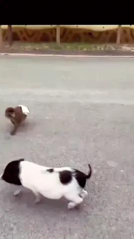 #funnyanimals #monkeyandpig #monyetdanbabi #walkingwithbestie 