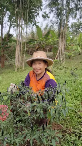 #พริกดำระยอง #บ้านสวนจริยา 