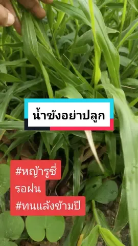 #ตัดหญ้าเลี้ยงวัว #ตัดหญ้า #tiktokสวนสัตว์ #คนเลี้ยงวัว #หญ้ารูซี่#ปศุสัตว์ #ใบตัดหญ้า 