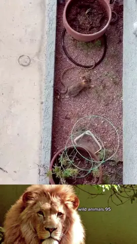 #wild #animals #work #trending #foryou #fyp 