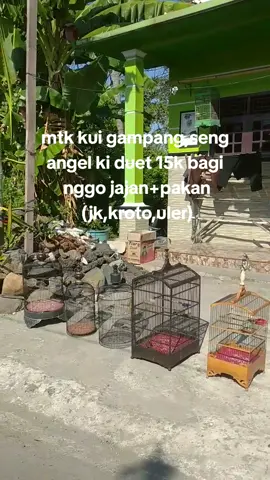 keluh kesah pelajar rawat manok😂😂#masukberanda #fyp #kicaumania #kicaumaniaindonesia #burungmasteran 