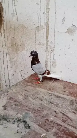 #vairal #video #🕊🕊🕊🕊🕊🕊🕊🕊🕊 