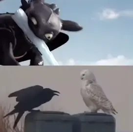 Chimuelo y brincanubes 🫂❤️‍🩹 #comoentrenaratudragon #fyp #httyd #chimuelo #cloudjumper 