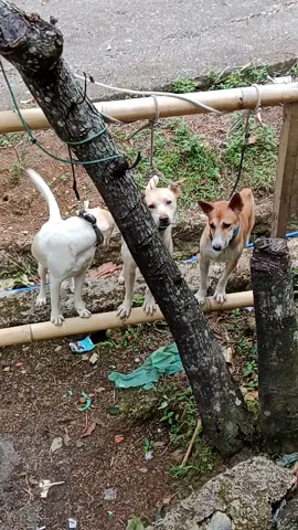 #porbisumbarriau #porbi50kota #porbi_sumbar #porbimarentensumbar #tanahdatar #singkarak 