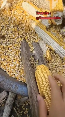 Ide pintar membuat alat pemisah bulir jagung dengan bonggol jagung #fyp #trending #viral #reels #shorts #vod #fbpro #facebookpro #pemula #pertanian #agriculture #farming #perkebunan #kebun #gardening #garden #harvesting #jagung #corn #panenjagung #berkebun 
