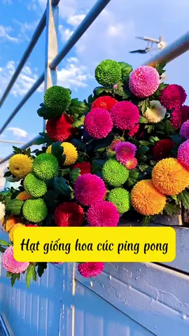 Hạt giống hoa cúc pingpong  Cúc pingpong nhiều màu đẹp mê A/c đặt hàng ấn ngay vào giỏ hàng bên dưới video nha  #hatgiong #hoacuc #cucpingpong #hoacucpingpong #hatgionghoacuc #hatgionghoacucpingpong 