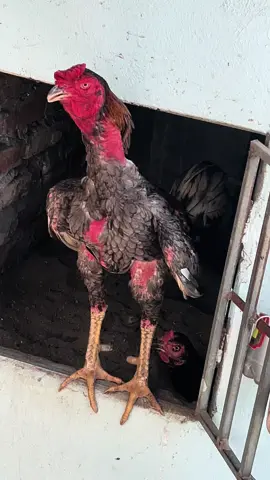 Đố các bác biết tại sao con gà trống lại kêu vậy hihi #?gachoivietnam #gachoivietnam 