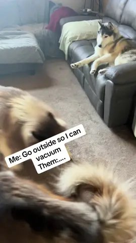 Crazy dogs  #tiktok #dogsoftiktok #huskysoftiktok #husky #dog #foryoupage #foryou #pet #PetsOfTikTok #dogmomlife #dogmom #petmom #crazydog #crazy #run #rocket #thanos #lol #funny #funnyvideos 