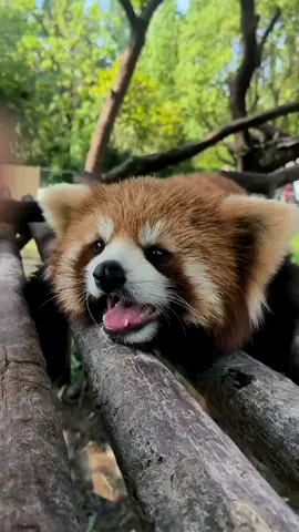 I'm off today. I'm going to lie down for a day.🥰🥰🥰#fy #fyp #trending #cute #adorable #redpanda #Love 