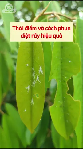 Thời điêm và cách phun rầy hiệu quả #Saurieng #Durian #Thuocbvtv #Donghanhcungbacon #Kythuatsaurieng #phanbonla #Phanbon#cayantrai