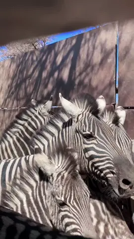 Zebra mass game capture, had an absolute blast! 🤩🦓♥️ #namibia🇳🇦 #zebracapture #zebra #helicopter #gamedrive #gamecapture #plaasmeisie 