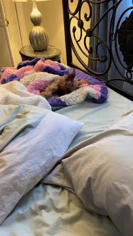 Classic Eddie Saturday  #eddie #legend #grumpydog #memories #yorkie #rescuedog #rescuemom #dogsonwheels #adopted #fyp #foryoupge #foryou