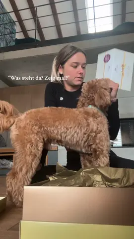 *Werbung mit hund drehen be like 🤣 @Terra Canis 21% rabatt mit dem code “flower_21”  #dog #dogs #dogsoftiktok #maltipoo #hundefutter #hundeliebe #hundevideos #terracanis #fy #funny #funnydog #typ 