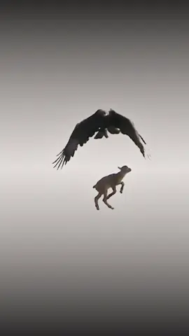 #eagle #attack #goat🐐 #fypviralシ #nature #pourtoi #wildlife #animaux #nature 