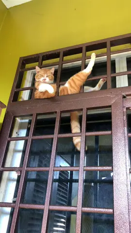 And the laziest cat award goes to... this absolute window potato! Is it just me, or does this kitty have 