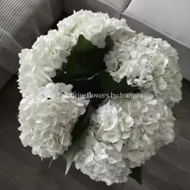 #aesthetic #viralvideo #fypシ #fypage #favouriteflower #whiteflowers #foryoupage #recommendations #flower #hydrangea #viral 