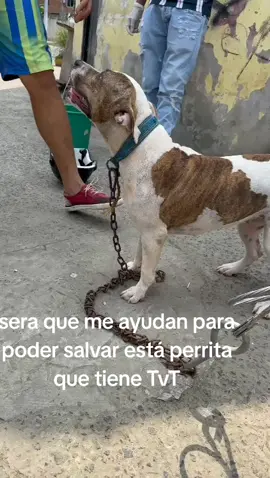 ayudaaaaa 😭💔 esta perrita necesita de nosotros de uds tiene tvt un granito de arena xf es apenas una cachorra en El perfil 3sta la cuenta de PayPal y cuenta de ahorros #adoptanocompres #parati #ecuador🇪🇨 #TikTokLIVE #viralvideo #adoptanocompres #fpy #fpyシ #adopta #viralvideo #LIVEhighlights 