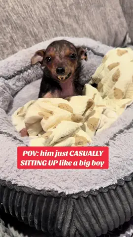 He gies to physical therapy and suddenly thinks sitting up is normal 👏🏼👏🏼👏🏼 well alright then!  #bigmarvenergy #fyp #fypage #viral #bigmarv #newpost #cute #dog #funny #dogsoftiktok #Love #puppy #video #sweet #amazing 