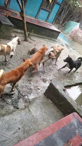 🤣ওবাবা বাবা গো ওরা কি আমায় মাডার করতে চাই ছিলো🤪☠️☠️