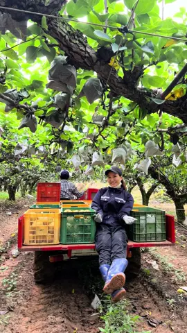 Hái lê phong cách Quý sờ tộc🤣🤣#37nghean #trending #cuocsonghanquoc #duhocsinhhanquoc #mùalêHànQuốc 