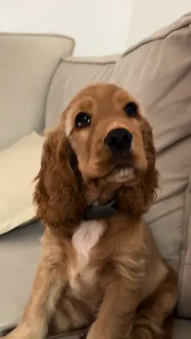 those little barks 😭😭😭 #cockerspaniel #puppy #newpuppy  #p#puppytiktokc#cockerspanielpuppyp#puppycockerspanielp#puppylifef#fyf#fypf#fypppppppppppppppppppppppf#fypage