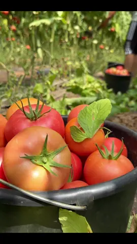 Revoluciona tu cultivo con nuestro sistema de Huertos! 🌱 Descubre un mundo sin complicaciones, donde cultivar tus alimentos frescos es fácil y emocionante. Haz clic en el LINK DE MI PERFIL para transformar tu forma de cultivar y cosechar tus alimentos💚 #organico #produccionlocal #huertas #cosecha #vegetales #cosecha #farm #consejos #consejos #huertaencasa #huertaurbana #alimentos #cosechas #huertoenmacetas #tips #semillas #saludable #healthy #huertaencasa #granja #campo #viveros #plantas #agro #rural #frutas #hidroponik