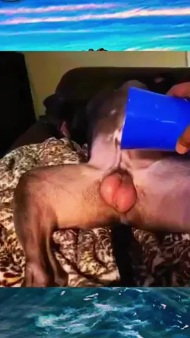 #funnydog #animal #funnyvideos 