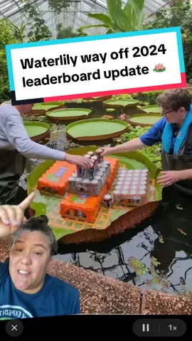 Part 2 - Waterlily Weigh Off 2024 updated leaderboard #waterlily #waterlilyweighoff24 #obscuresports #competition #botanicalgarden @Naples Botanical Garden up for another shot at it? 