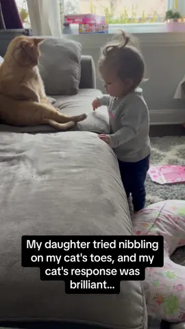 This orange cat has way more patience than me 🤣🤣 #RoadTo15Million #Pubity  (Sarah Rochon via ViralHog)